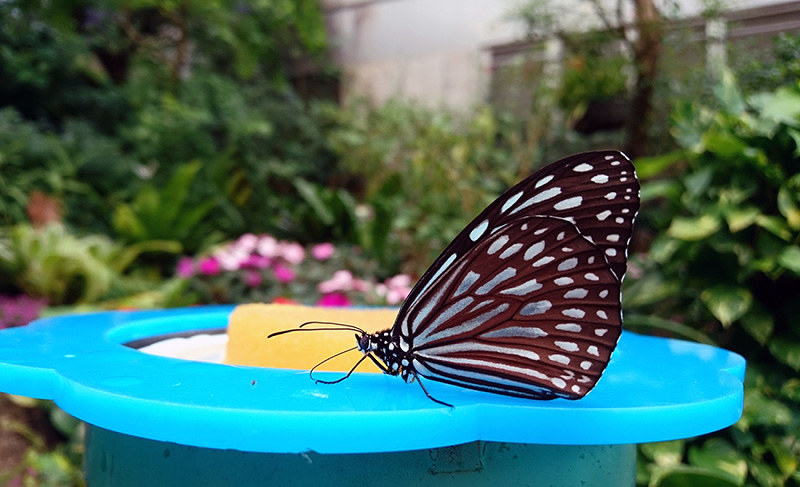 カメラ探訪 石川県白山市 県ふれあい昆虫館 多彩 インスタ映えモデル 北陸 毎日新聞