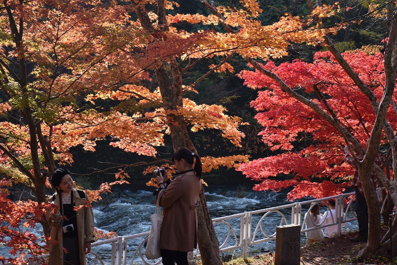 中野もみじ山の紅葉を楽しむ観光客=黒石市で