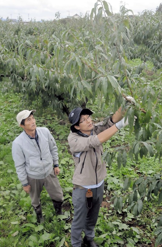 来夏の収穫に向け桃の木を枝切りする羽根田幸将さん(右)と父の建伸さん=福島県桑折町で2017年10月13日、村上正撮影