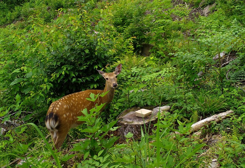 好物の塩をなめるために姿を現したニホンジカ=群馬県みなかみ町で2017年7月16日午前8時38分、日本自然保護協会提供
