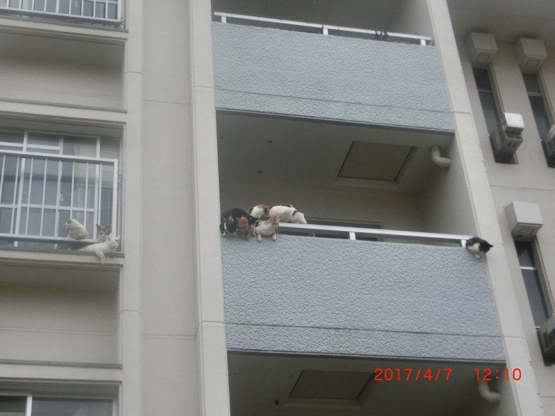 Evicted Kobe Cat Lady Was Keeping 53 Felines In Apartment The In This Photo Dated April 7 2017 Cats Overflow From The Balcony Of Forcibly Evicted Woman S Apartment Kobe Higashinada Ward