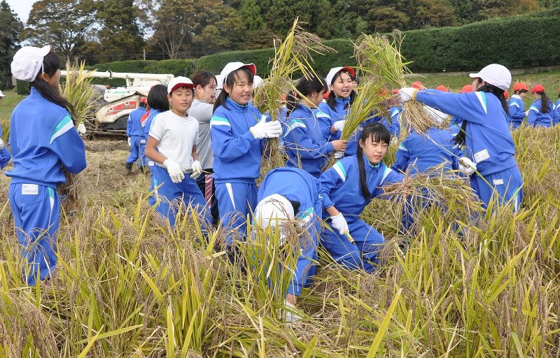 古代米 稲刈りで児童ら歓声 多賀城跡内水田で城南小 宮城 毎日新聞