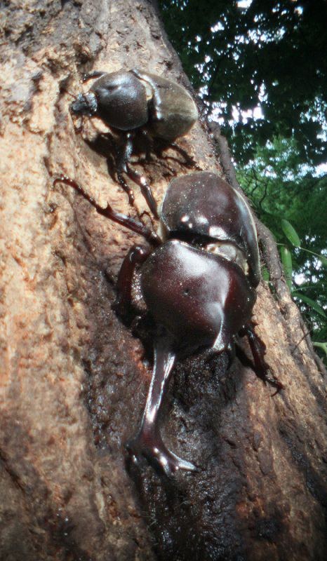 カブトムシ：「角の謎」分かった 名古屋大など発表 [写真特集6/5