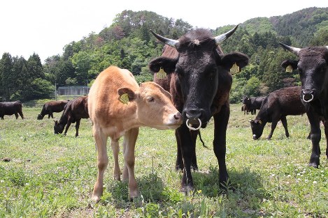 凍み豆腐作り 寒風に揺れる豆腐のカーテン 福島 立子山 福島 毎日新聞