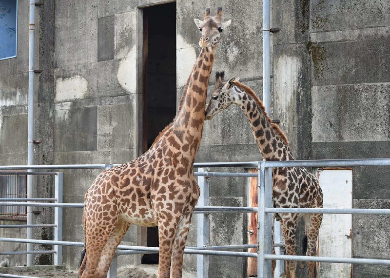 マサイキリン：コユメの元に年下、冬真が婿入り 宮崎 | 毎日新聞