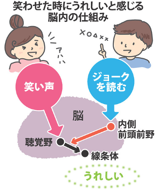 笑わせた時にうれしいと感じる脳内の仕組み