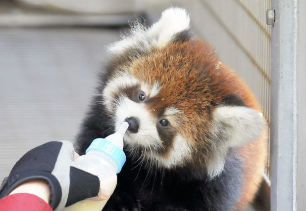 到津の森公園：レッサーパンダ赤ちゃん公開 名前募集 | 毎日新聞