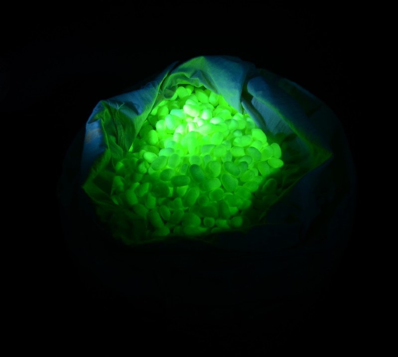 蛍光シルク：製品化に道 遺伝子組み換え蚕の大量飼育成功 | 毎日新聞