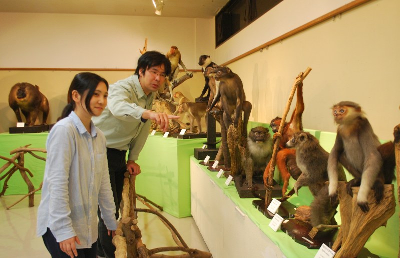 希少な猿の剥製が並ぶ展示会場=犬山市の日本モンキーセンターで