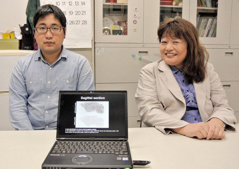 TMEM168が覚せい剤依存を抑制することを突き止めた新田淳美教授(右)ら=富山大で、青山郁子撮影