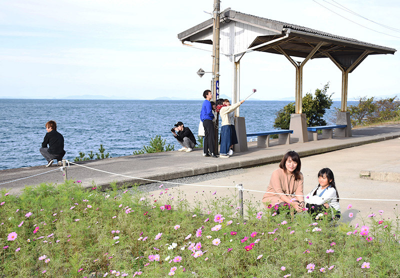 見ごろを迎えたコスモス。ピンクの花が海の青に映える=愛媛県伊予市双海町大久保の下灘駅で、中川祐一撮影