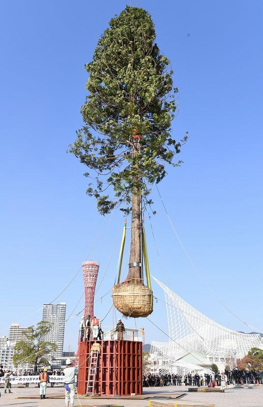 クリスマスツリー 神戸の公園に 世界一 高さ30m超 写真特集4 11 毎日新聞 クリスマスツリー 神戸の公園に 世界一 高さ30m超 写真特集4 11 毎日新聞