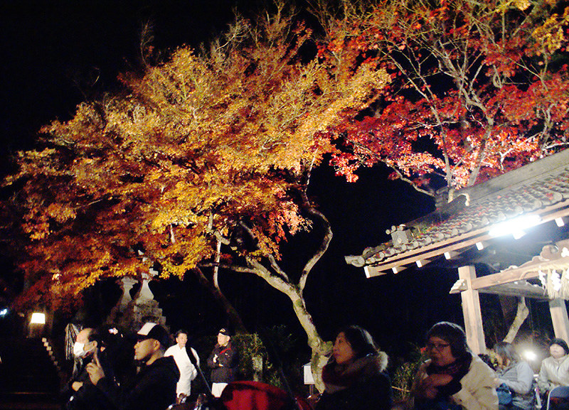 ライトアップ 紅葉300本 幻想的に 桜井 等彌神社で26日まで 奈良 毎日新聞 ライトアップ 紅葉300本 幻想的に 桜井 等彌神社で26日まで 奈良 毎日新聞
