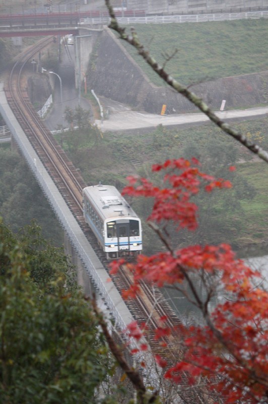 紅葉が見ごろとなった尾関山公園の中腹からのぞむJR三江線。朝霧の中、列車が鉄橋を渡る=広島県三次市三次町の尾関山公園で、岡本幸信撮影