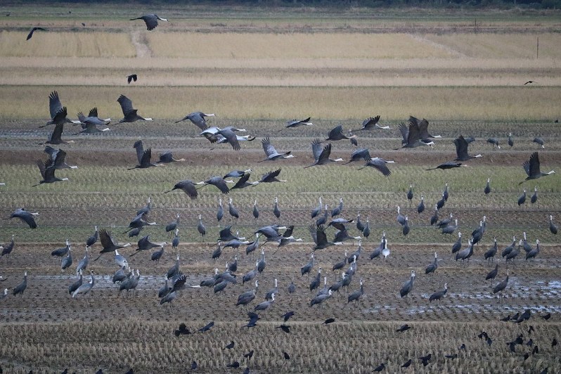 越冬のため、出水平野に飛来しているツル=鹿児島県出水市で2017年11月25日、降旗英峰撮影
