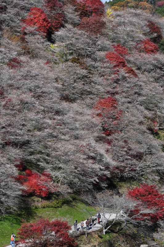 見ごろを迎え、紅葉と美しいコントラストを描く四季桜=愛知県豊田市で2017年11月24日、木葉健二撮影
