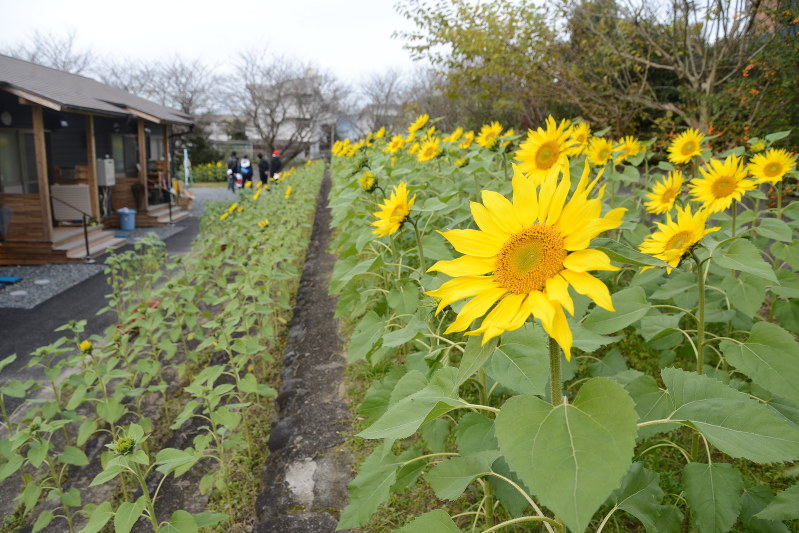 仮設住宅前で開花したヒマワリ