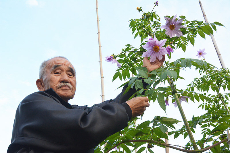ダリア のっぽ 見に来て 貝塚 大阪 毎日新聞