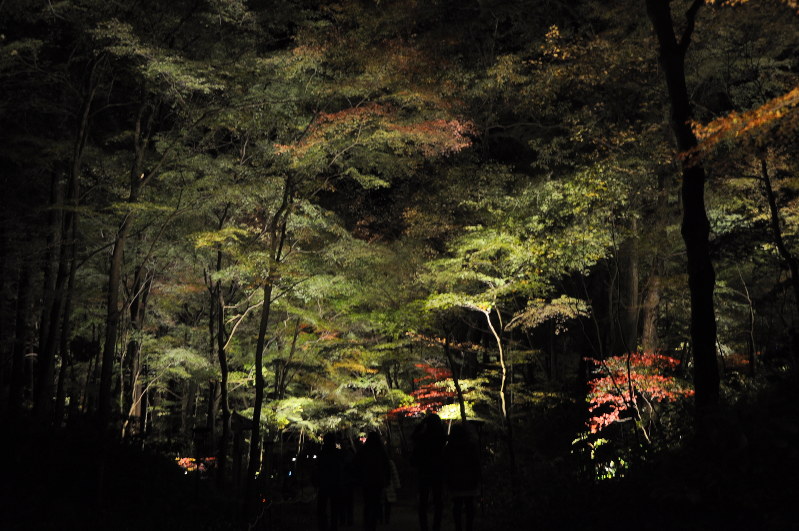 紅葉 あすからライトアップ 秩父宮記念公園 静岡 毎日新聞