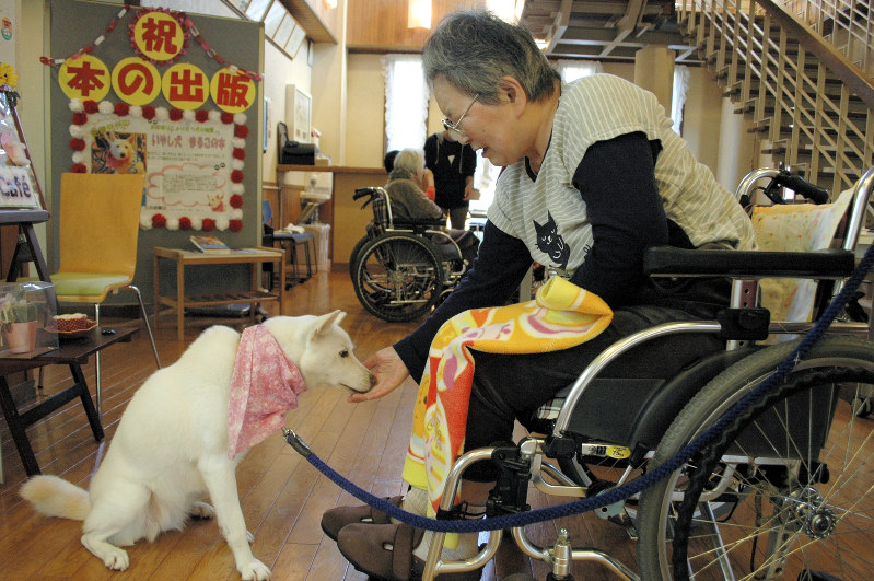 捨て犬からいやし犬になったまるこ=兵庫県豊岡市日高町のたじま荘で2017年11月2日、高田房二郎撮影
