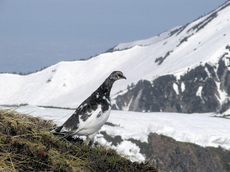 ライチョウ 野生ライチョウ：腸に毒素分解の特有細菌 飼育種はなし | 毎日新聞