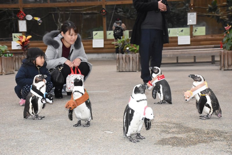 イヌのマフラーを身につけて登場したケープペンギン=松江市大垣町の松江フォーゲルパークで2017年12月9日午前10時47分、前田葵撮影
