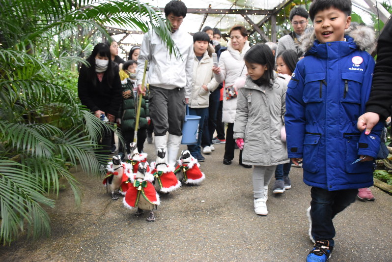来園者と一緒に散歩を楽しむペンギンたち=松江市大垣町の松江フォーゲルパークで2017年12月9日、前田葵撮影
