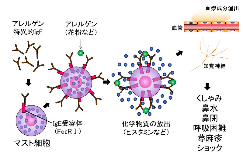 花粉症の症状変動 原因は体内時計にあり 生命の時計から考える健康生活 柴田重信 田原優 毎日新聞 医療プレミア