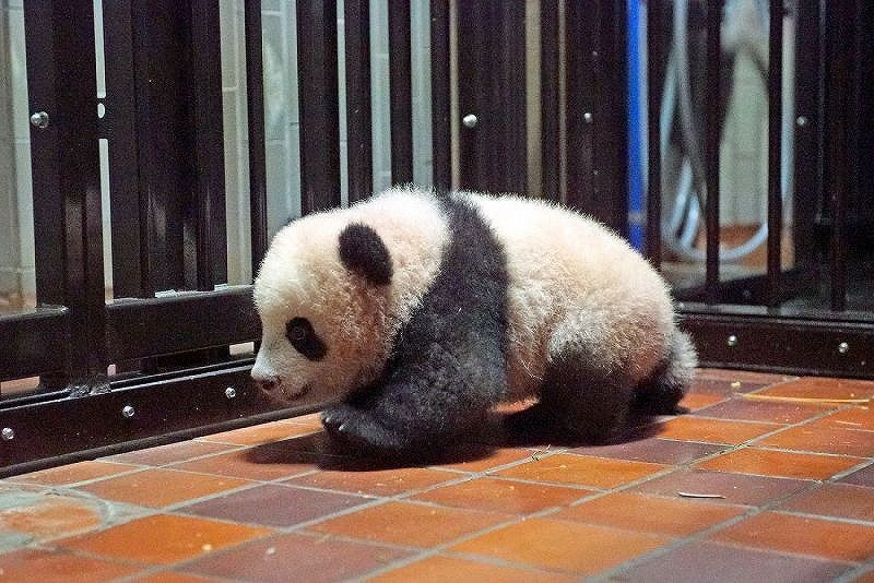 上野パンダ：シャンシャン すくすく成長 [写真特集7/24] | 毎日新聞