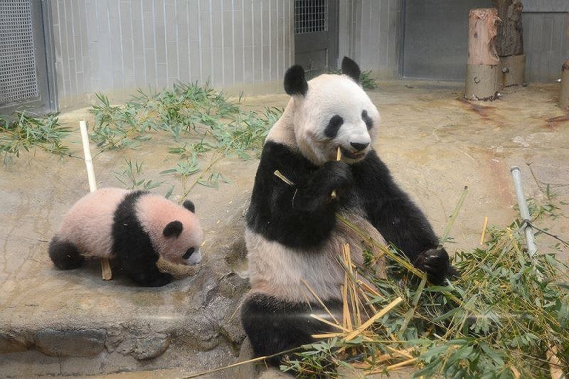 上野パンダ：シャンシャン すくすく成長 [写真特集9/24] | 毎日新聞