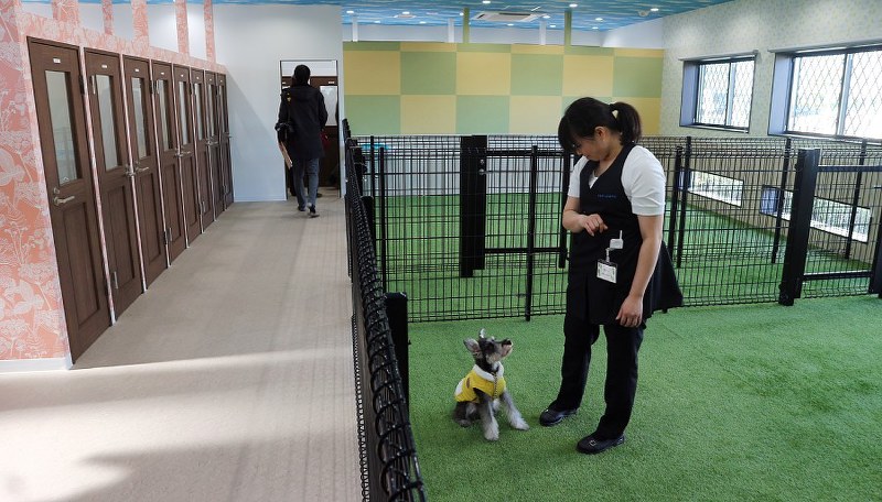 室内ドッグランを備えた「セントレア スカイペットホテル」の内部。左側は犬用の個室=愛知県常滑市の空港島で2017年12月13日、黒尾透撮影