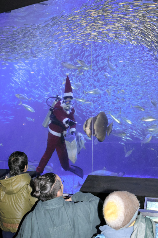 サンタクロース姿で餌付けするダイバー=愛知県美浜町の南知多ビーチランドで2017年12月14日、林幹洋撮影