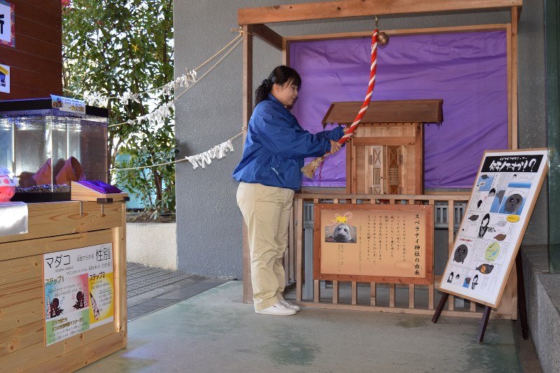 バイカルアザラシの爪を飾った「スベラナイ神社」(中央)とマダコ(オクトパス=置くとパス)の水槽(左手)で2倍の御利益?=愛知県美浜町の南知多ビーチランドで2017年12月14日、林幹洋撮影