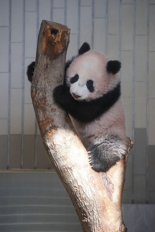 一般公開を前に関係者にお披露目されたジャイアントパンダの子どものシャンシャン =東京都台東区の上野動物園で2017年12月18日午前11時10分(代表撮影)