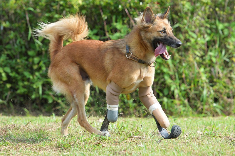 世界の雑記帳：虐待で前脚失ったタイの犬、ブレード義足で再び元気に