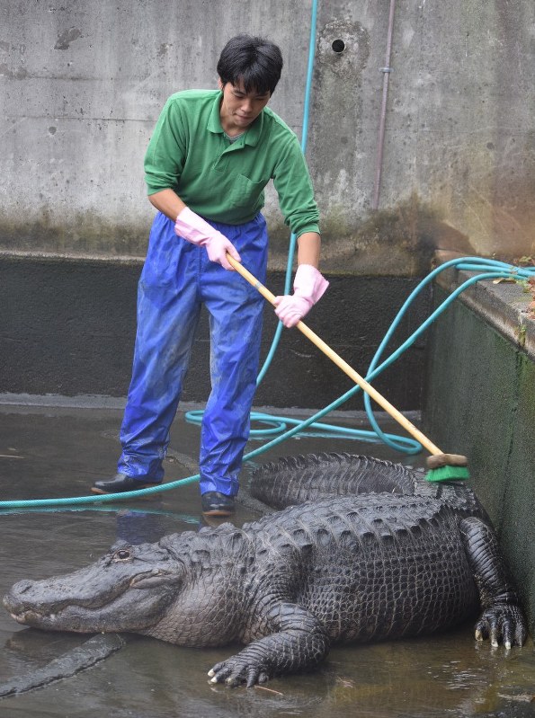 過去の大掃除でスタッフに背中をこすられ満足げなワニ=熱川バナナワニ園提供