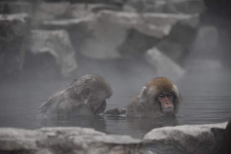 地獄谷野猿公苑 スノーモンキー 観光客にぎわう 山ノ内 長野 毎日新聞