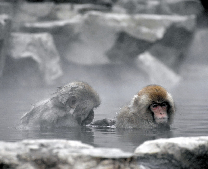 温泉につかるニホンザル=長野県山ノ内町の地獄谷野猿公苑で2017年12月24日、ガン・クリスティーナ撮影