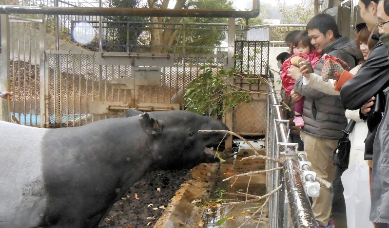 誕生日会を開いてもらい、ご機嫌のマレーバクの「ユメコ」=福岡市中央区の市動物園で