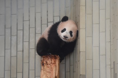 上野動物園 パンダ史上最も美しいひざカックン 話題 毎日新聞