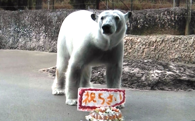 1年間の借り受け延長が決まったホッキョクグマのポロロ=とくしま動物園提供