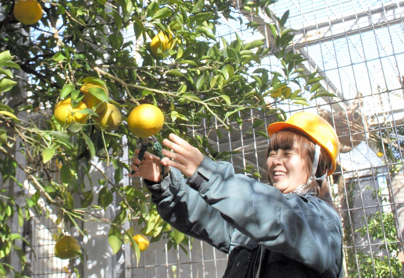 ゴリラ舎横に実った甘夏の収穫=愛知県犬山市の日本モンキーセンターで28日