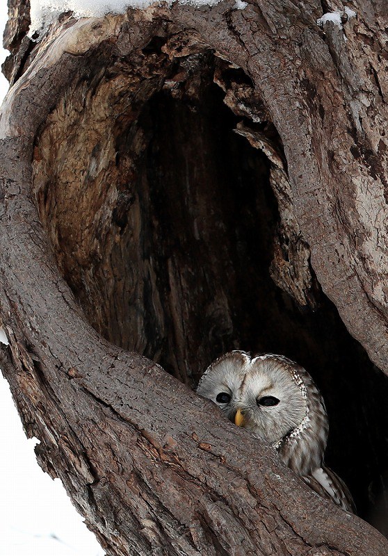 札幌の公園 ホーホー エゾイタヤに野生エゾフクロウ 写真特集2 8 毎日新聞 札幌の公園 ホーホー エゾイタヤに野生エゾフクロウ 写真特集2 8 毎日新聞