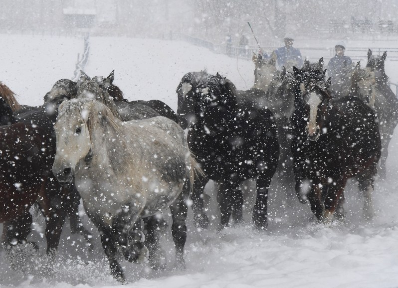 北海道:雪煙を上げ疾走 音更で「馬追い運動」 毎日新聞