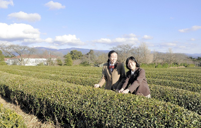 不二聖心女子学院中学・高校の敷地内に広がる「ただにしき」の茶畑=静岡県裾野市で2017年12月20日、垂水友里香撮影