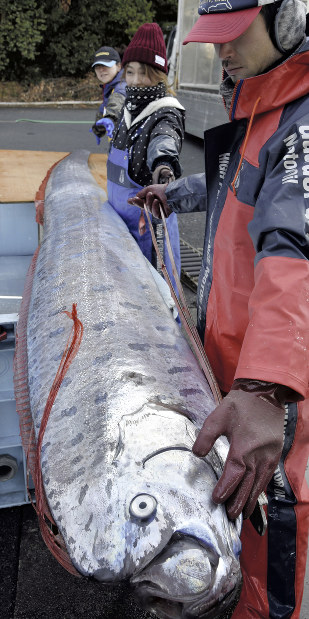 深海魚：5mリュウグウノツカイ捕獲 14日まで展示 | 毎日新聞