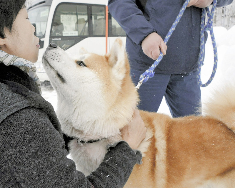 スキー場 ｈａｃｈｉ 観光客感激 秋田犬お出迎え 秋田 毎日新聞