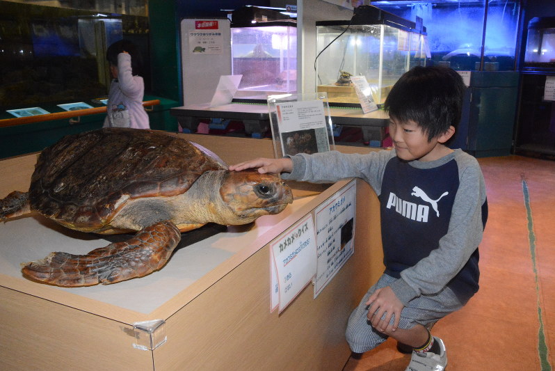 カメカメ展 ふれあい体験 大淀川学習館 宮崎 毎日新聞