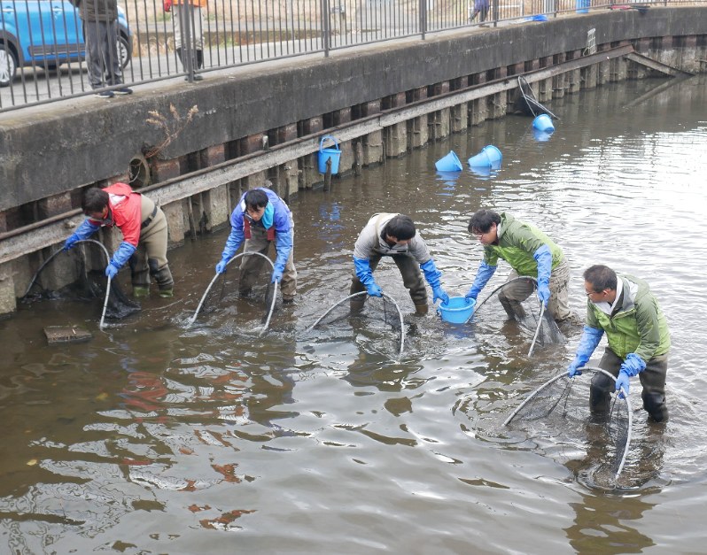 大部分の水が抜かれた「東の池」で外来生物の捕獲などが行われた=神奈川県大磯町生沢で2018年1月17日、渡辺明博撮影