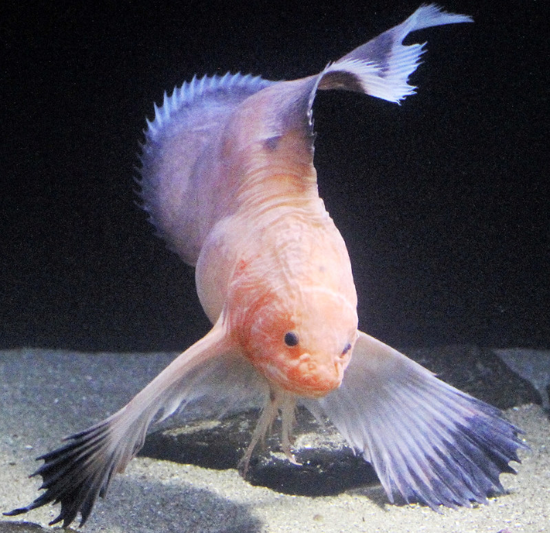 深海アイドル図鑑 ２５ ハゴロモコンニャクウオ 毎日新聞